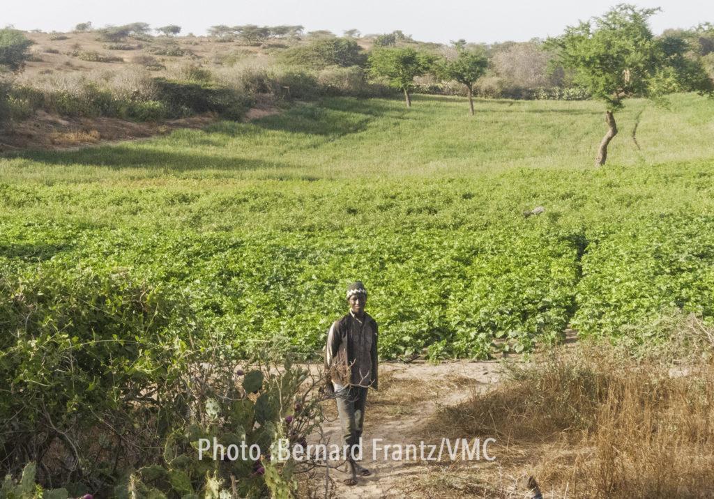 Homme devant champ cultivé