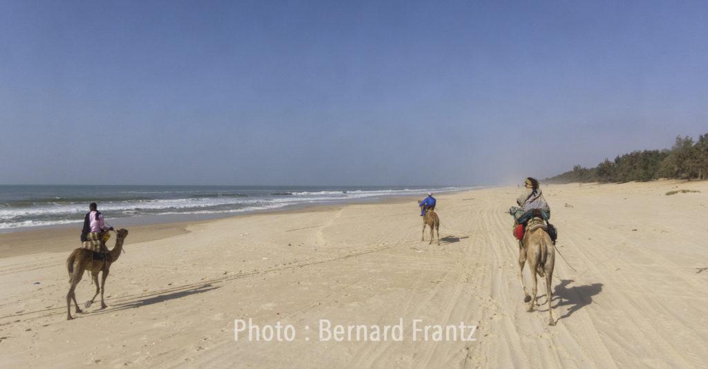 3 chameau sur longue plage