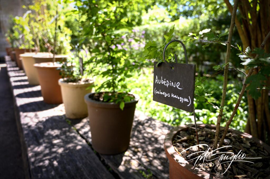 Pots de plantes alignés