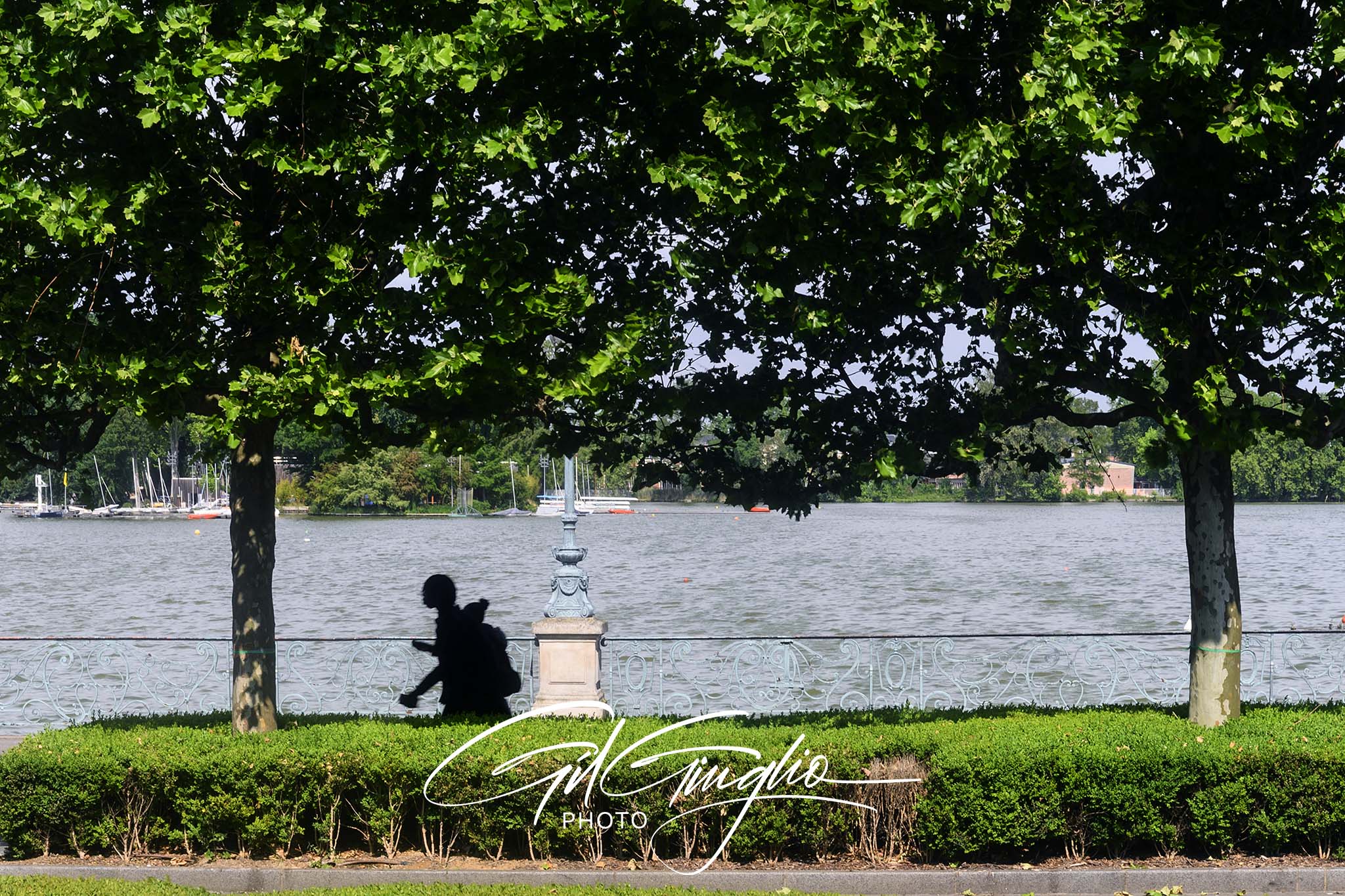 silhouette sous arbres devant lac