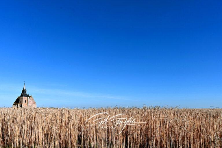 église sur ciel bleu et champ de blé